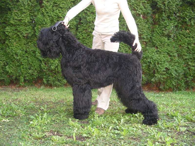 Black Terrier